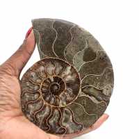Ammonite naturelle fossile