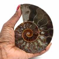 Fossile d'ammonite poli
