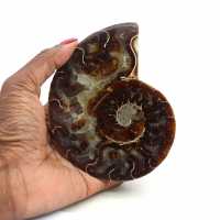 Ammonite naturelle fossile