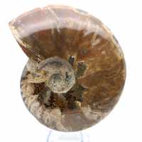 Whole fossilized ammonite