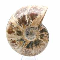 Whole fossilized ammonite