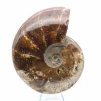 Whole natural fossil ammonite