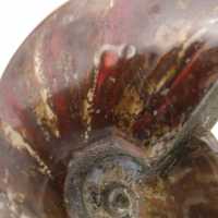 Whole natural fossil ammonite