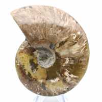 Fossile d'ammonite entière poli