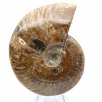 Fossile d'ammonite entière poli