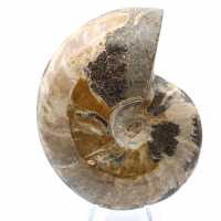 Ammonite fossile entière de Madagascar