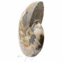 Whole fossil ammonite from Madagascar