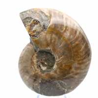 Whole polished ammonite fossil from Madagascar