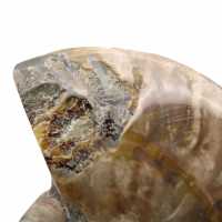 Whole polished ammonite fossil from Madagascar