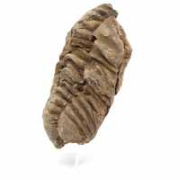 Trilobite fossile