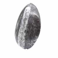 Orthocéras poli du Maroc