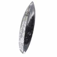 Polierte Orthoceras aus Marokko