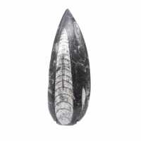 Poliertes Orthoceras-Fossil