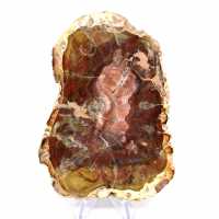 Bois fossilisé naturel