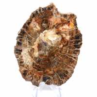 Natürliches versteinertes Holz