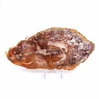 Bois fossile