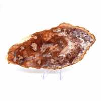Bois fossile