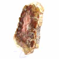 Tranche de bois silicifié de Madagascar