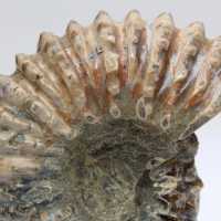Ammonit Douvilleiceras inaequinodum
