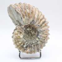 Ammonite Douvilleiceras inaequinodum