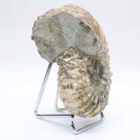 Ammonite Douvilleiceras inaequinodum