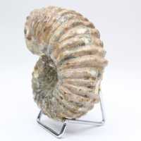 Ammonite Douvilleiceras inaequinodum