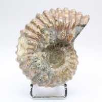 Ammonite Douvilleiceras inaequinodum
