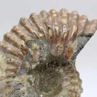 Ammonite Douvilleiceras inaequinodum