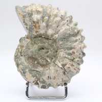 Ammonit Douvilleiceras inaequinodum