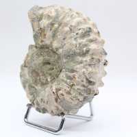 Ammonit Douvilleiceras inaequinodum
