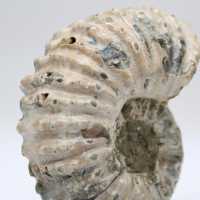 Ammonit Douvilleiceras inaequinodum