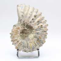 Ammonite Douvilleiceras inaequinodum