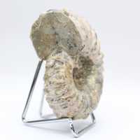 Ammonite Douvilleiceras inaequinodum