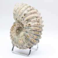 Ammonite Douvilleiceras inaequinodum