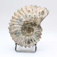 Ammonite Douvilleiceras inaequinodum