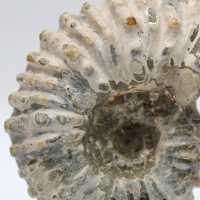 Ammonite Douvilleiceras inaequinodum