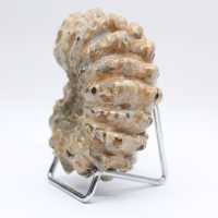 Ammonit Douvilleiceras inaequinodum