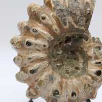 Ammonit Douvilleiceras inaequinodum