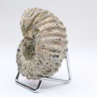 Ammonit Douvilleiceras inaequinodum