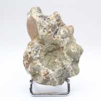 Ammonit Douvilleiceras inaequinodum