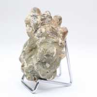 Ammonit Douvilleiceras inaequinodum