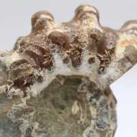 Ammonit Douvilleiceras inaequinodum
