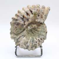 Ammonit Douvilleiceras inaequinodum