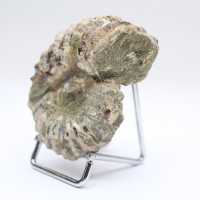 Ammonit Douvilleiceras inaequinodum