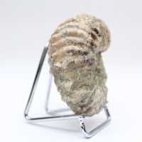 Ammonit Douvilleiceras inaequinodum