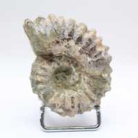 Ammonit Douvilleiceras inaequinodum