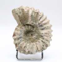 Ammonite Douvilleiceras inaequinodum