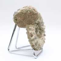 Ammonite Douvilleiceras inaequinodum
