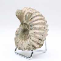 Ammonite Douvilleiceras inaequinodum