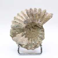 Ammonite Douvilleiceras inaequinodum